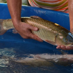Feira do Peixe vivo de Cruzeiro do Sul oferecerá peixes da espécie carpa (Foto: Gabriela Hautrive / Arquivo Rádio Independente)